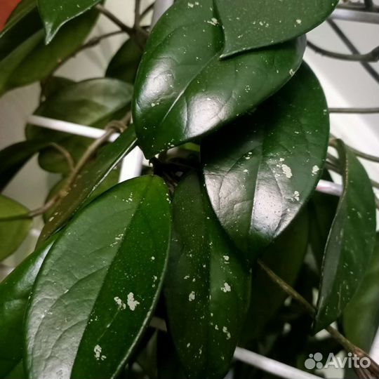 Хойя вечнозеленая