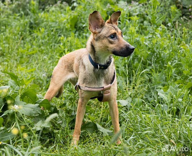 Подарите надежду слепой щенуле из приюта