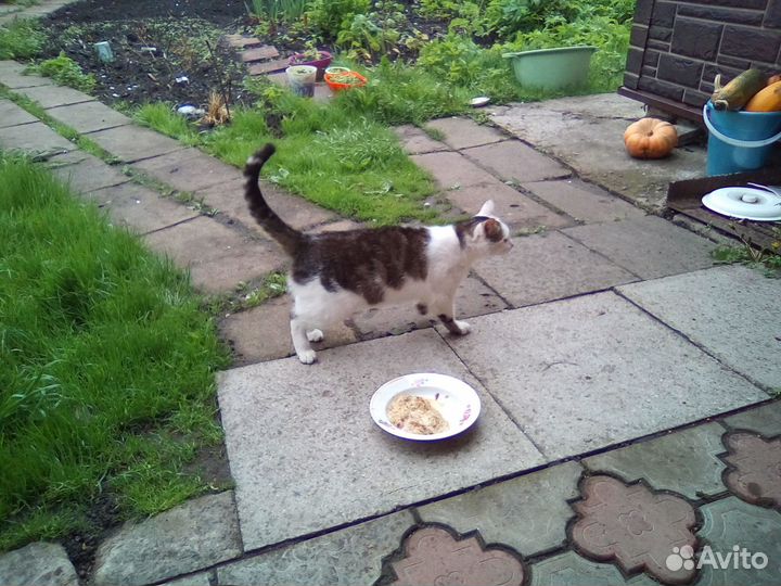 Молодой кот