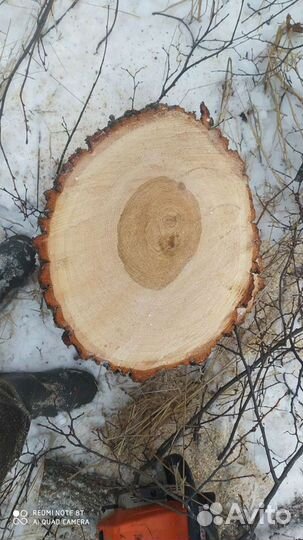 Продам спилы