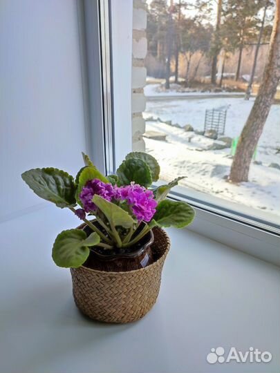 Фиалка Ле-Розмари