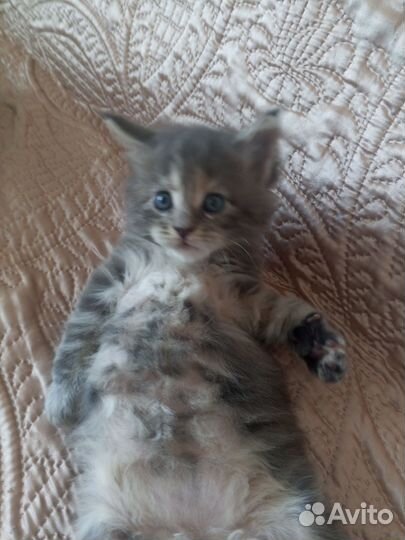 Котята Мейн-кун