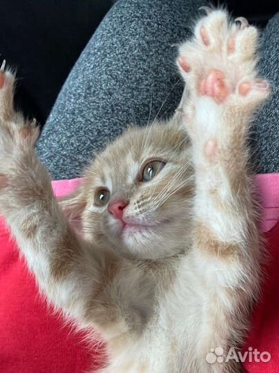 Котенок в добрые руки в дар