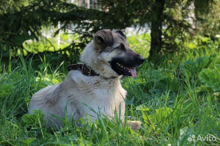 Отдам собаку в добрые руки