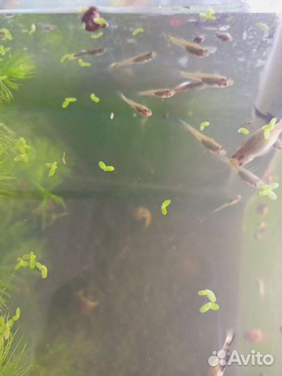 Аквариумные золотые рыбки