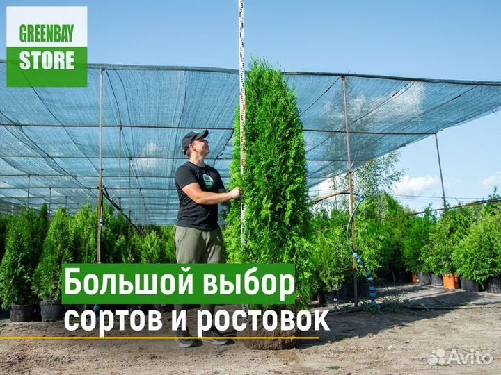 Туя брабант 200 см свежая копка 2023