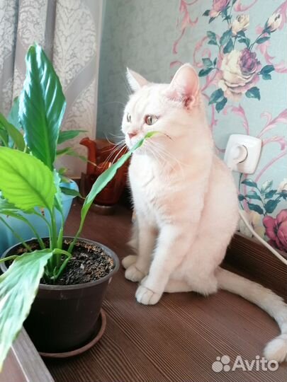 Передержка кошек, котов