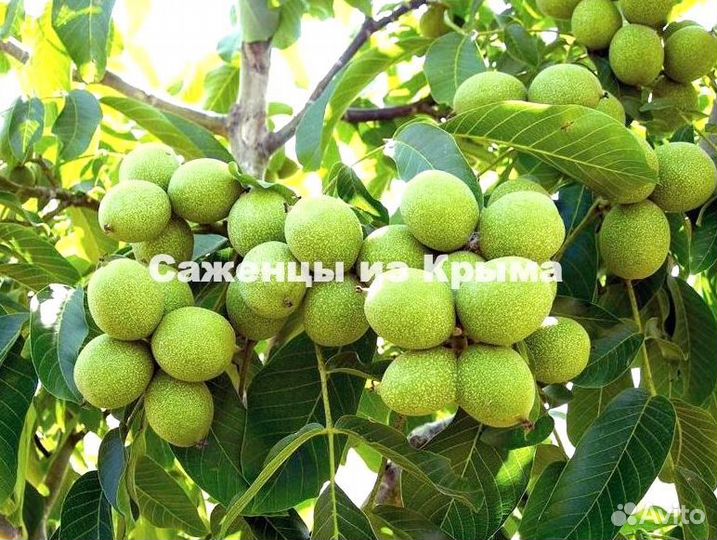 Саженцы Грецкого Ореха Идеал