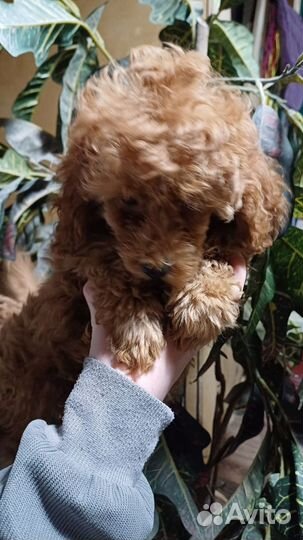 Той-пудель девочка