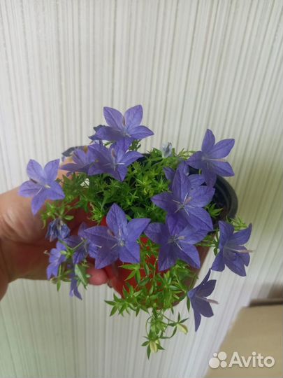 Комнатные цветы,кампанула,ахименес,гранат