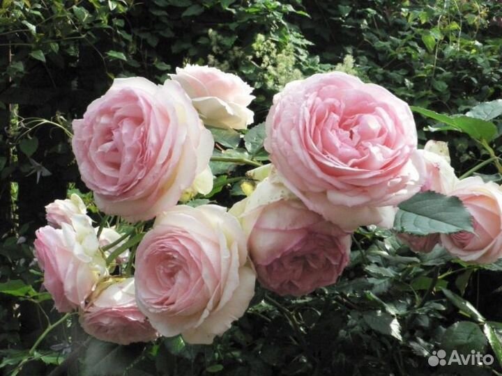 Саженцы роз