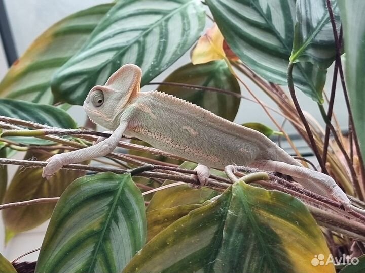Хамелеон йеменский