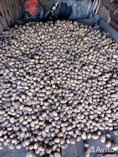 Домашний картофель, жёлтая