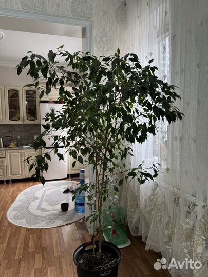 Фикус бенджамина