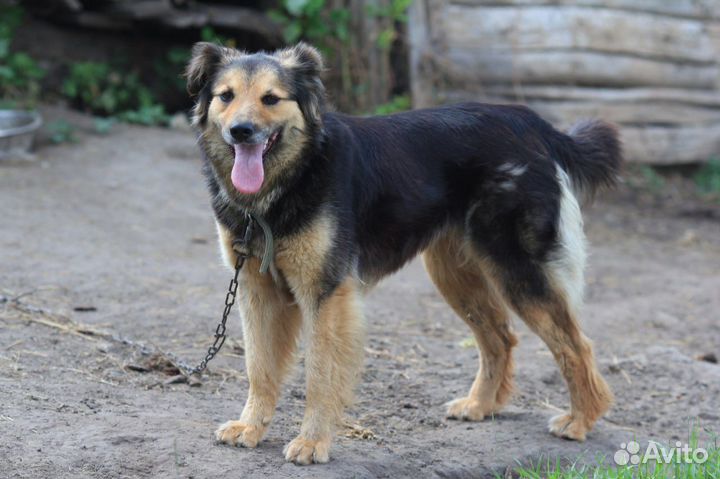 Собака в добрые руки