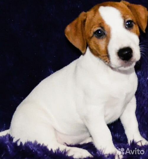 Джек Рассел терьер