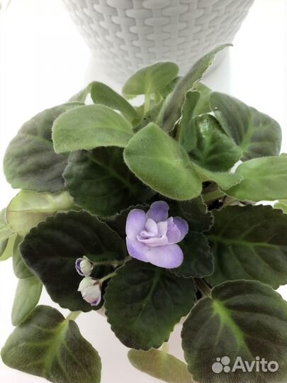 Фиалка нежно-голубая в горшке