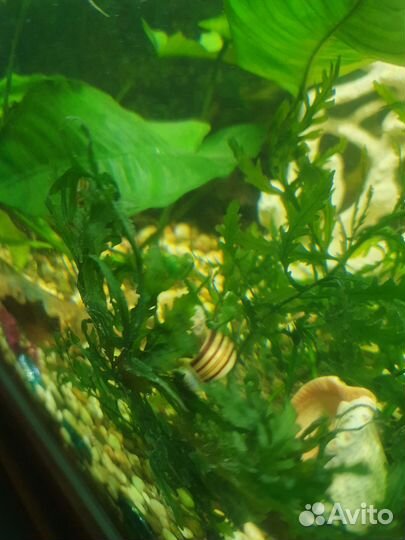 Улитка Мариза