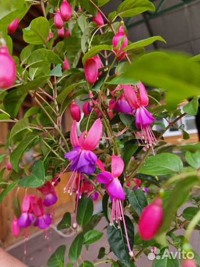 Фуксия на штамбе