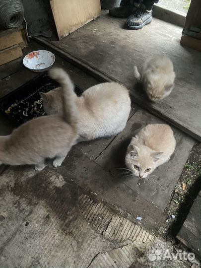Отдам в добрые руки