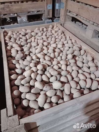 Семенной картофель 