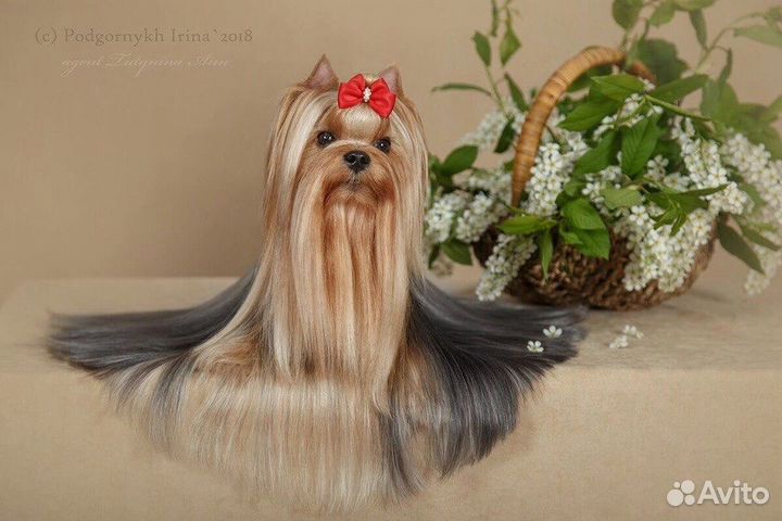 Йоркширский терьер