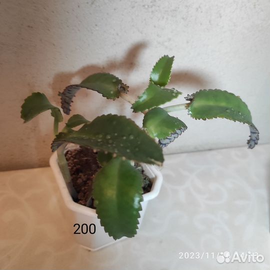 Каланхоэ Дегремона,лечебное,к. ол. рожки,тубифлора