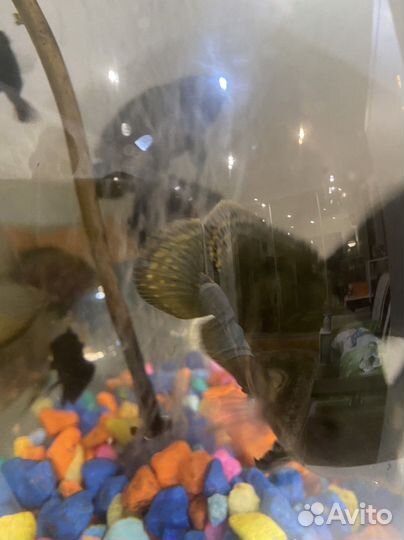 Астронотус