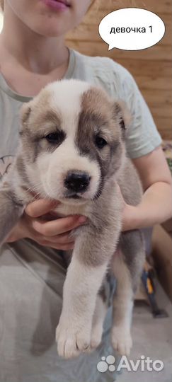 Щенки сао алабай