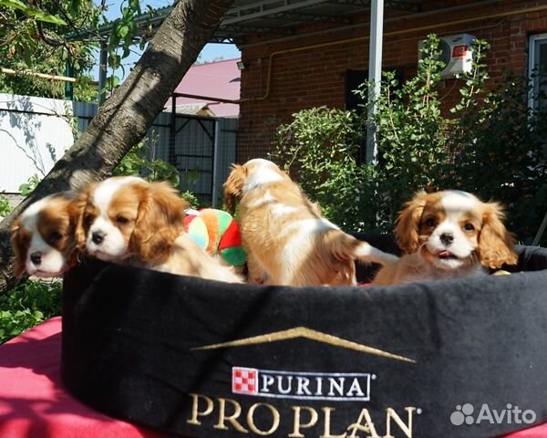 Продаются щенки кавалер кинг чарльз спаниеля