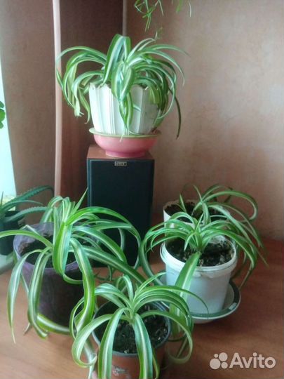 Хлорофитум