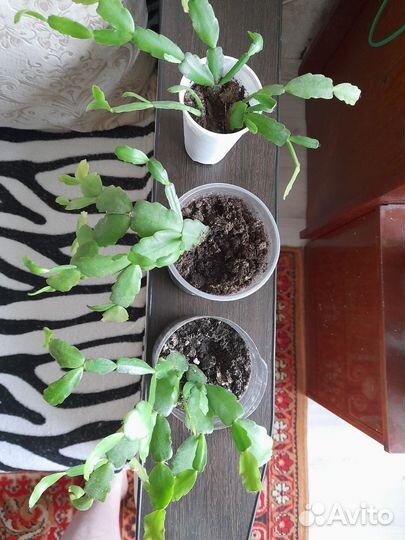 Декабрист розовый