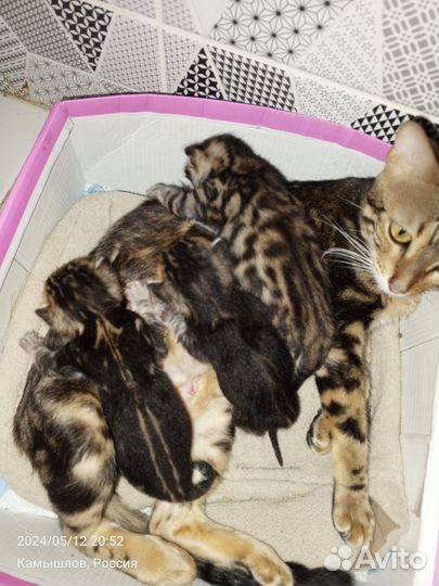 Бенгальские котята