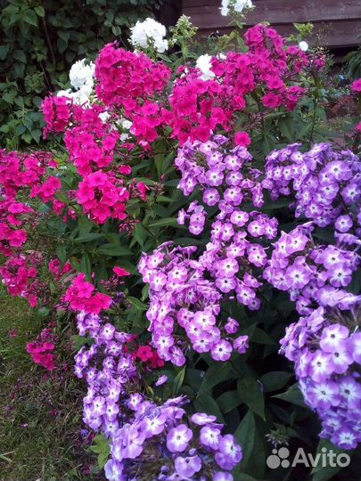 Флокс метельчатый