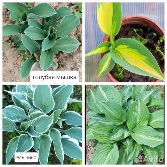 Хосты сортовые