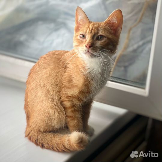 Рыжий котенок мальчик