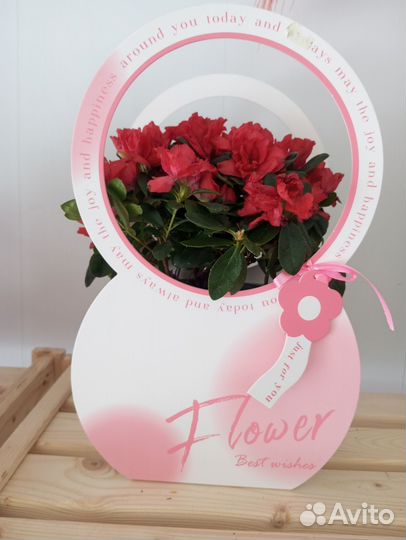 Комнатные цветы