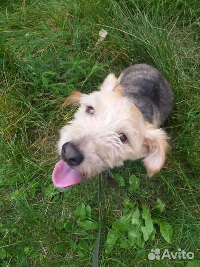 Собачка ищет дом