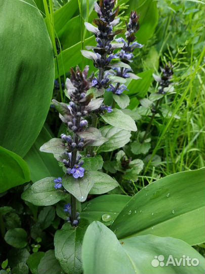 Живучка ползучая