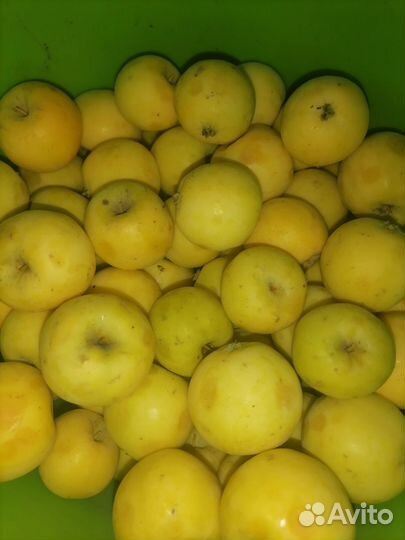 Овощи и фрукты с дачного участка