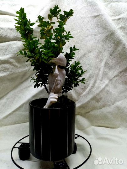 Дерево бонсай живое