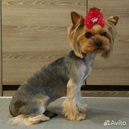 Грумер стрижка собак