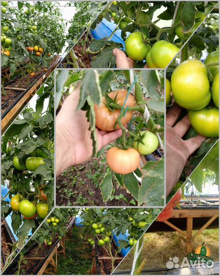 Помидоры свои на навозе