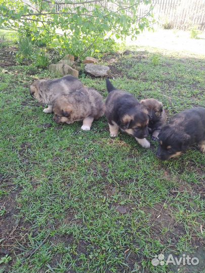 Щенки немецкой овчарки