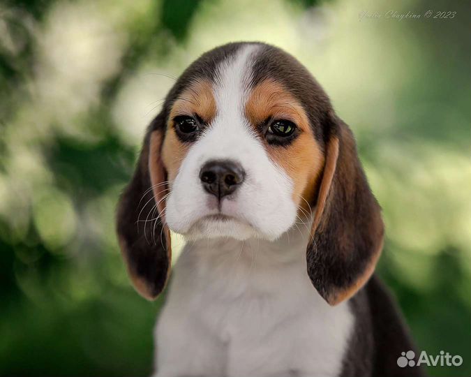 Щенки Бигль -девочки