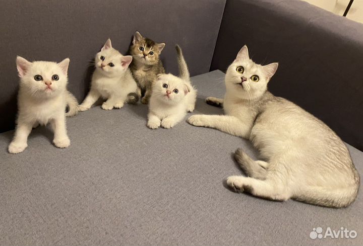 Шотландские котята