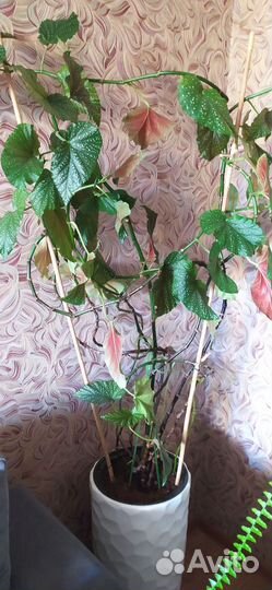 Цветок Бегония