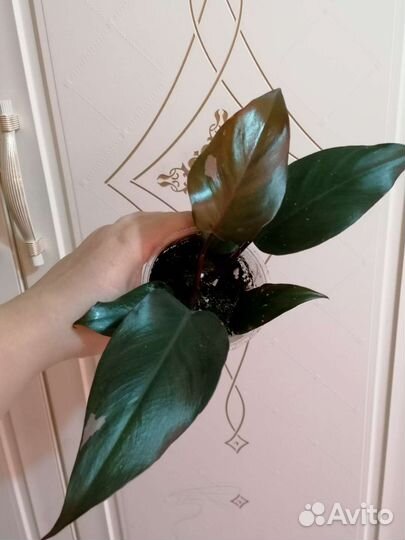 Филодендрон:Биллитау мр,Флорида Бьюти,Монстера