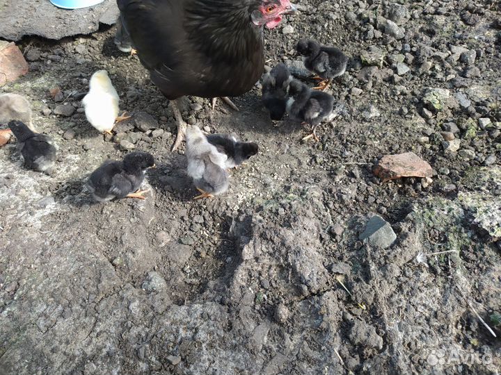 Цыплята суточные