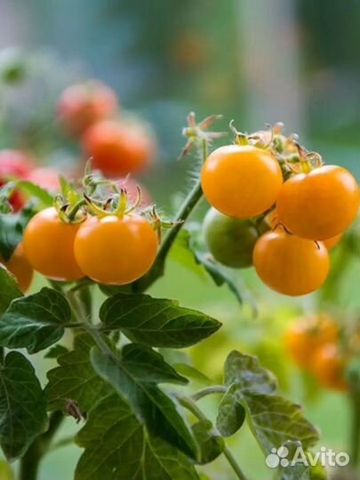 Комнатные цветы растение Томат комнатный Золотце